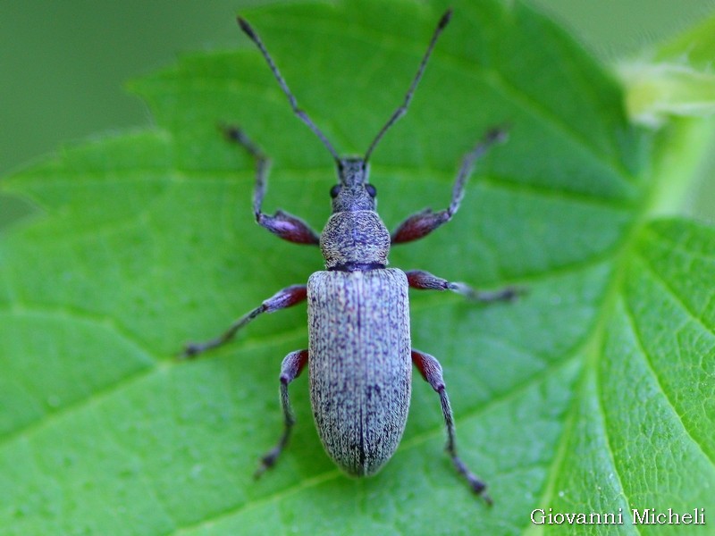 Curculionidae: Phyllobius glaucus